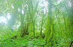 Forest.JPG (10713 bytes)
