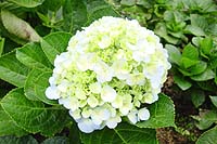 Flower.JPG (16751 bytes)