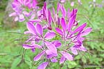 Flower1A.JPG (12644 bytes)