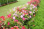 Flower2A.JPG (17016 bytes)