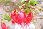 Flower906.JPG (11574 bytes)