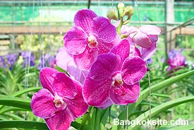 Orchid101.JPG (27991 bytes)