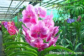 Orchid102.JPG (28720 bytes)