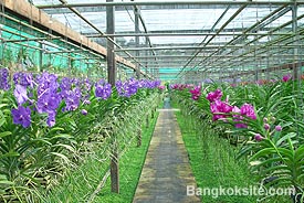 Orchid103.JPG (34079 bytes)