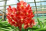Orchid1150.JPG (13961 bytes)