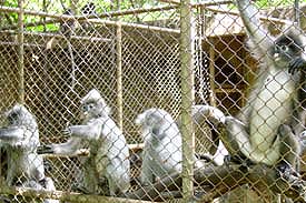 Zoo1A.JPG (29396 bytes)