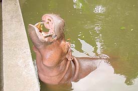 Zoo4.JPG (13566 bytes)