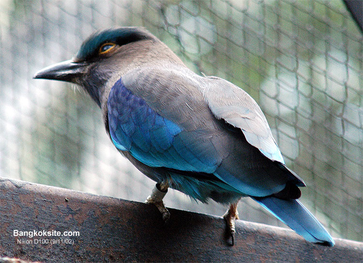 D100OpenZoo1.jpg (127701 bytes)