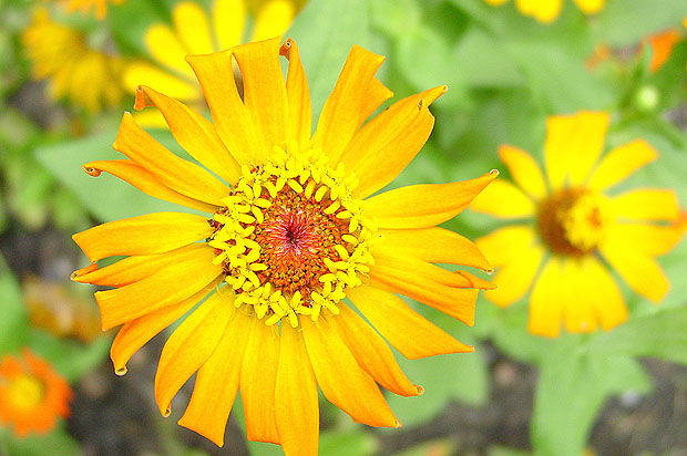 Flower3H.JPG (83647 bytes)