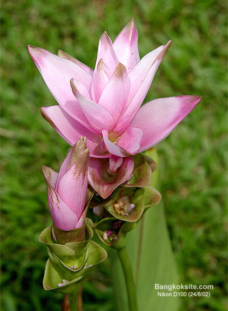 FlowerD1002H.JPG (72491 bytes)