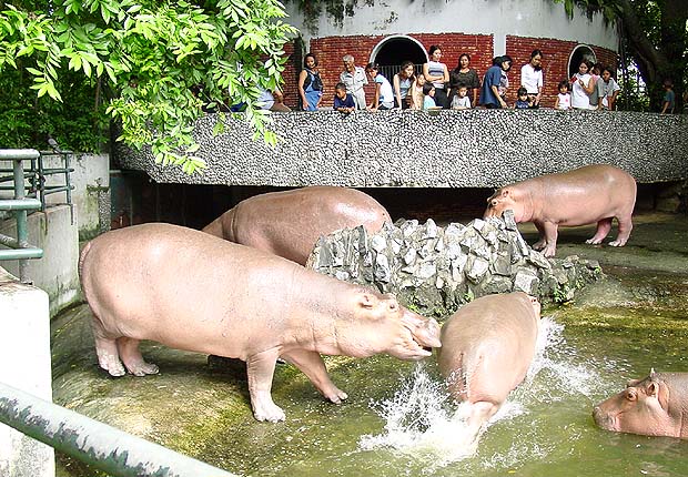 Hippo1.JPG (111403 bytes)