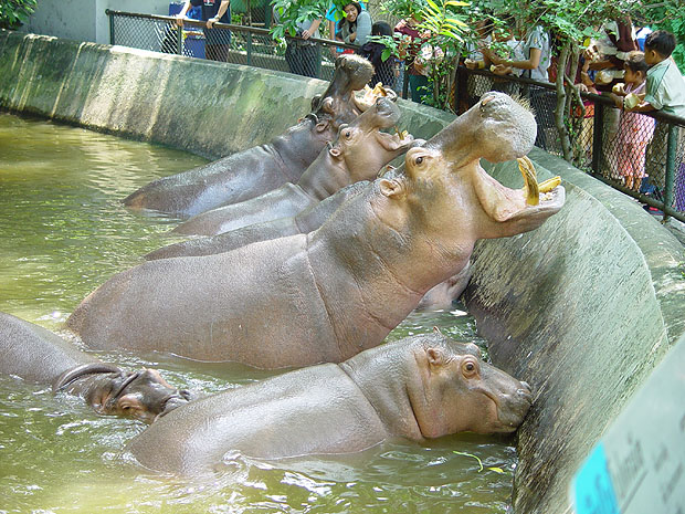 Hippo101L.JPG (137512 bytes)