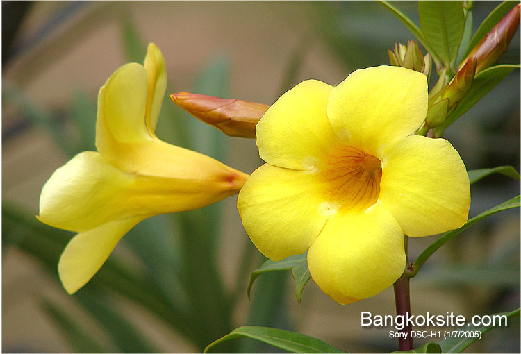 GalleryH125A_750.jpg (80598 bytes)