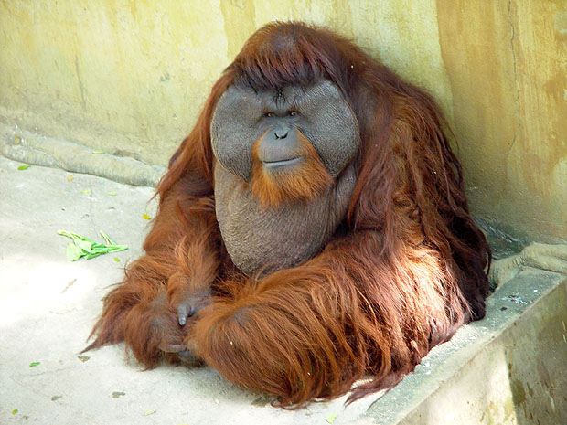 UrangUtangL.JPG (92857 bytes)