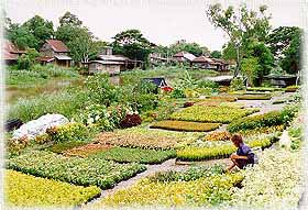 KlongRangsit1B.jpg (26811 bytes)