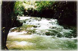 Sarika3L.jpg (20371 bytes)