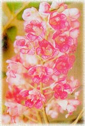 Chompoo.jpg (16778 bytes)