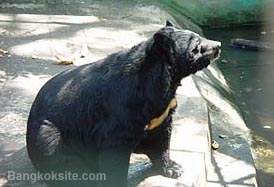 Bear1A.JPG (18518 bytes)