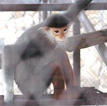 Monkey101.JPG (14431 bytes)