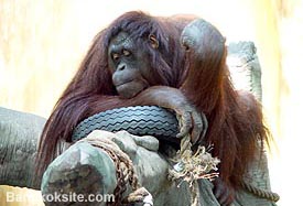 Monkey1A.JPG (19753 bytes)