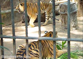 Tigers1A.JPG (27371 bytes)