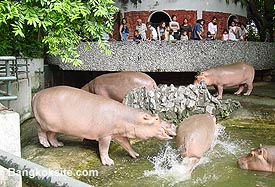 Zoo13A.JPG (31323 bytes)