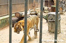 Zoo15A.JPG (28751 bytes)