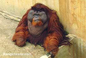 Zoo16A.JPG (14808 bytes)