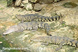 Zoo17A.JPG (27510 bytes)