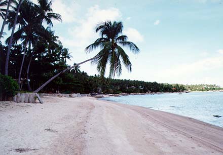 SamuiPicture50M.jpg (27804 bytes)