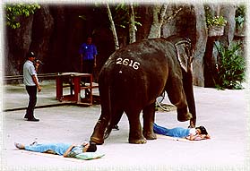 Elephant1.jpg (20684 bytes)