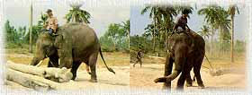 ElephantVillage3.jpg (10656 bytes)