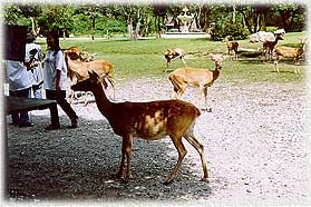 KhaoKaeow2A.jpg (28284 bytes)