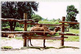 KhaoKaeow3A.jpg (28013 bytes)