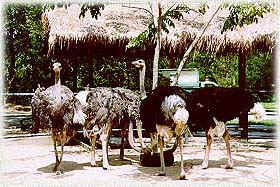 KhaoKaeow4A.jpg (30058 bytes)